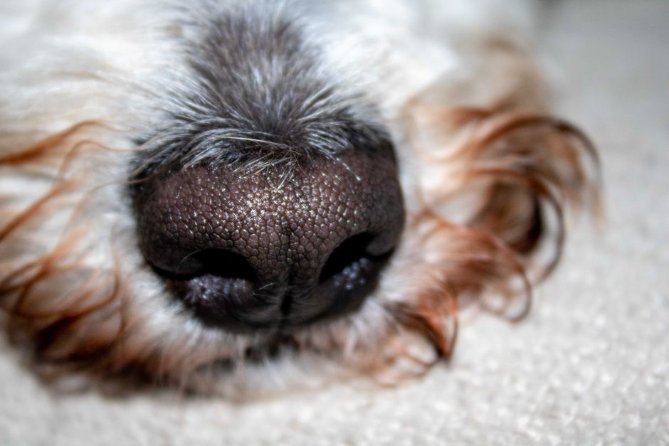 Your Nose Remembers 50,000 Scents: How Smell Works — Quick Facts trivia by TrivBits