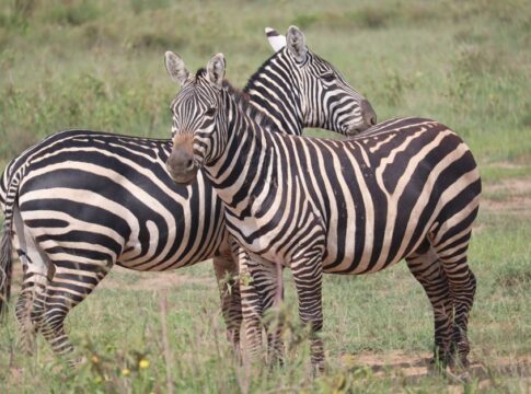 Why Zebra Stripes Confuse Flies: 9 Pattern Secrets — General trivia by TrivBits