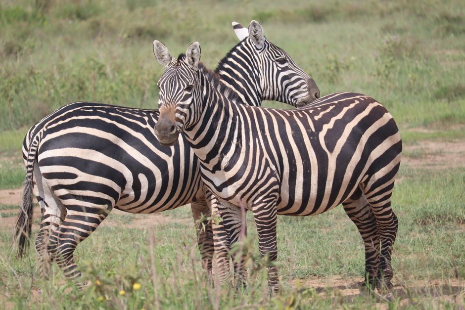 Why Zebra Stripes Confuse Flies: 9 Pattern Secrets — General trivia by TrivBits