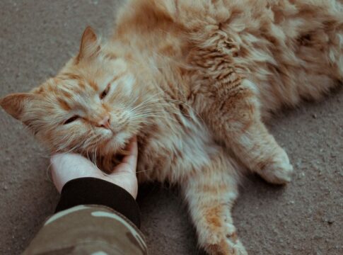 Why Do Cats Purr? 7 Surprising Reasons Revealed — General trivia by TrivBits