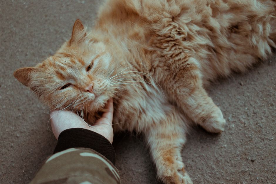 Why Do Cats Purr? 7 Surprising Reasons Revealed — General trivia by TrivBits