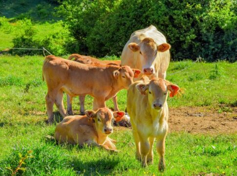 Cows Have Best Friends: 11 Surprising Herd Behaviors — General trivia by TrivBits