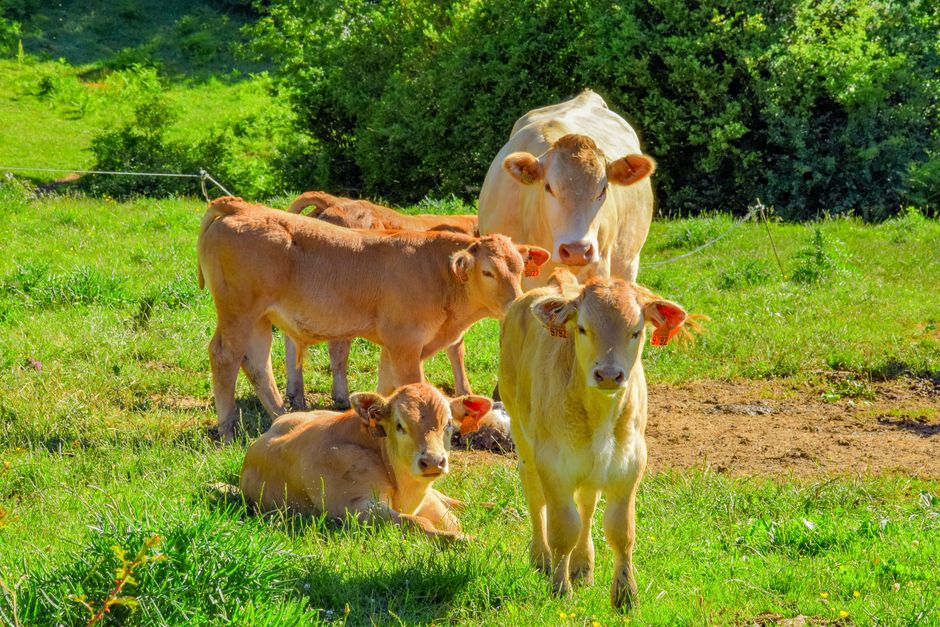 Cows Have Best Friends: 11 Surprising Herd Behaviors — General trivia by TrivBits