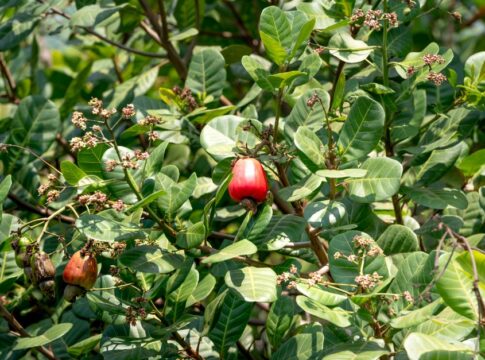 Cashews Grow Outside the Fruit: 11 Nut Myths Busted — Quick Facts trivia by TrivBits