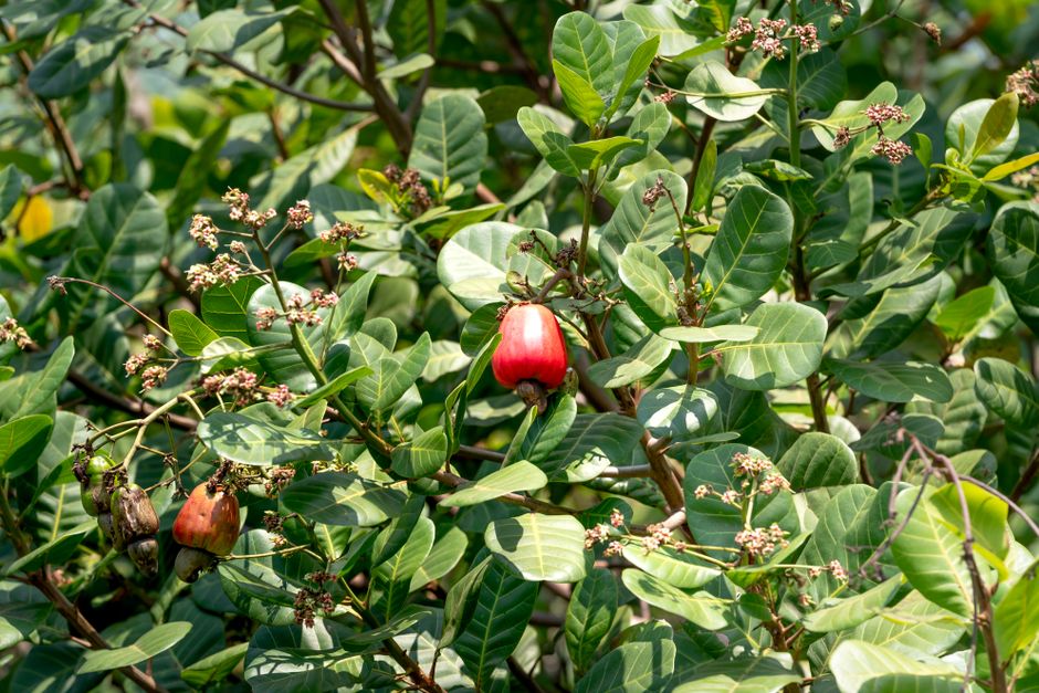 Cashews Grow Outside the Fruit: 11 Nut Myths Busted — Quick Facts trivia by TrivBits