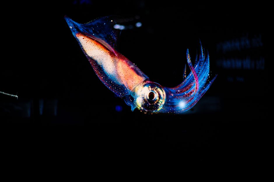 Why Octopuses Have 3 Hearts: 9 Cephalopod Secrets — General trivia by TrivBits