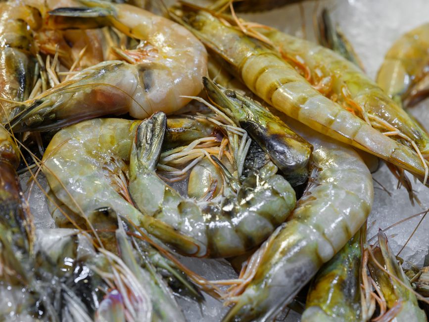 What Causes Shrimp Hearts in Their Heads: Anatomy Truth — General trivia by TrivBits