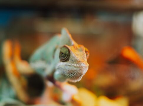 Why Chameleons Change Color: Mood Not Camouflage — General trivia by TrivBits