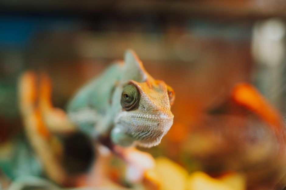 Why Chameleons Change Color: Mood Not Camouflage — General trivia by TrivBits