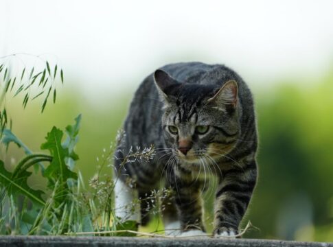 Why Cats Knock Things Off Tables: Hunting Instinct — General trivia by TrivBits