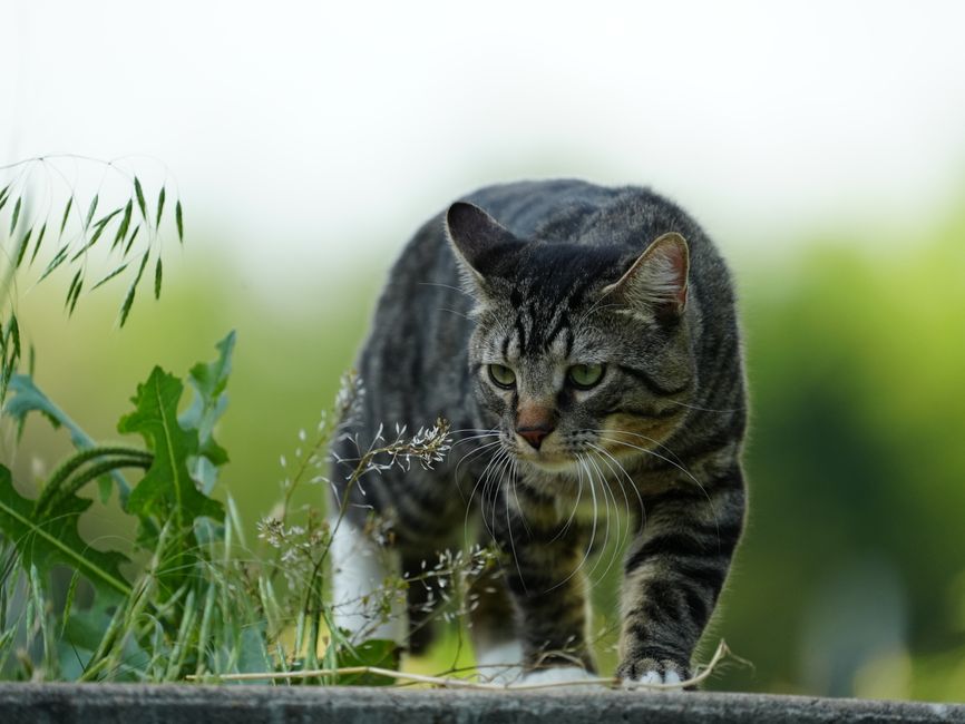 Why Cats Knock Things Off Tables: Hunting Instinct — General trivia by TrivBits