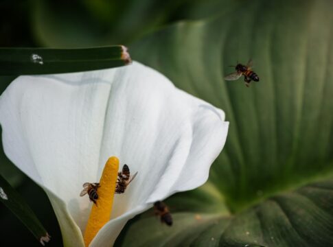 Why Vanilla Is So Expensive: Pollination Secret — Food & Drink trivia by TrivBits