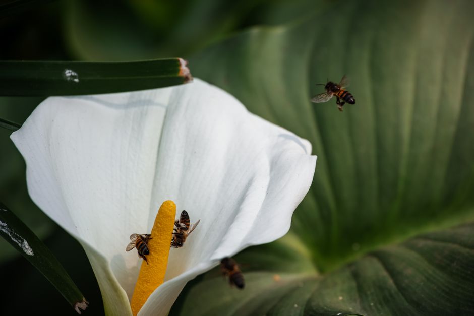 Why Vanilla Is So Expensive: Pollination Secret — Food & Drink trivia by TrivBits