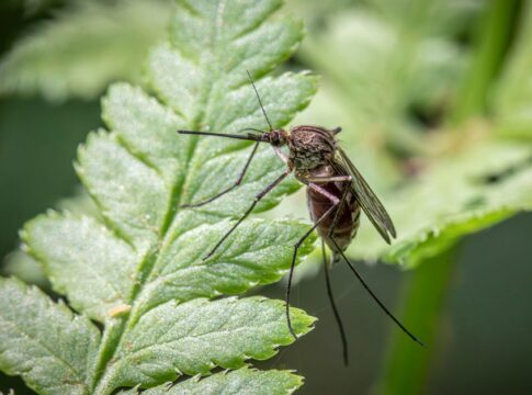 Why Mosquitoes Prefer Certain Blood Types: Science Facts — General trivia by TrivBits