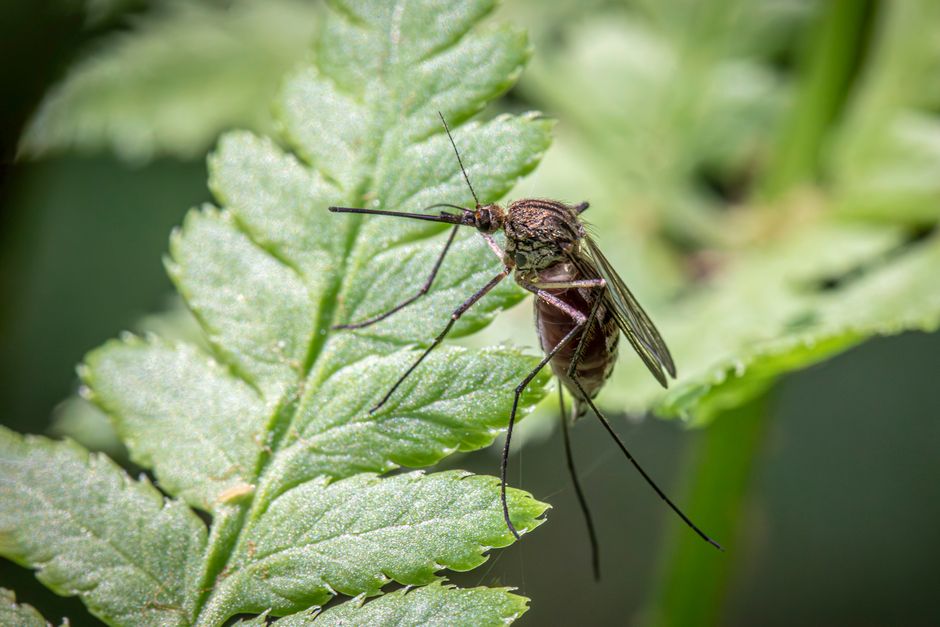 Why Mosquitoes Prefer Certain Blood Types: Science Facts — General trivia by TrivBits