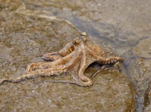 The Octopus Has Nine Brains: Nervous System Revealed — Quick Facts trivia by TrivBits