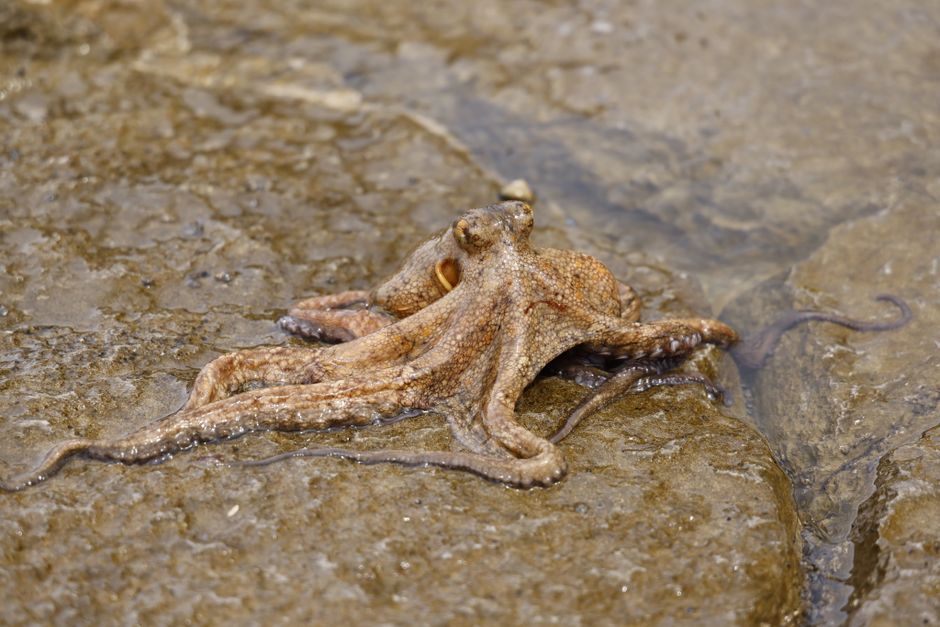 The Octopus Has Nine Brains: Nervous System Revealed — Quick Facts trivia by TrivBits