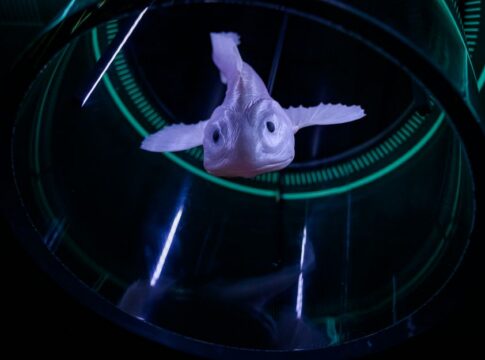 The Platypus Glows Blue Under UV Light: Strange Truth — General trivia by TrivBits