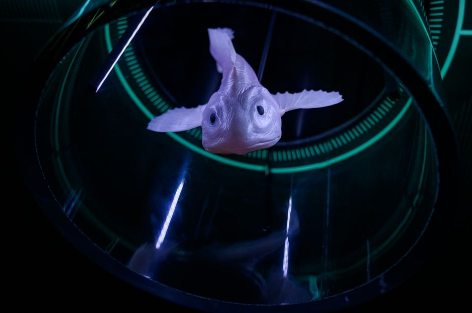 The Platypus Glows Blue Under UV Light: Strange Truth — General trivia by TrivBits