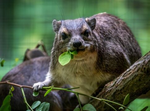 Why Humans Are the Only Animals With Chins: Evolution — Quick Facts trivia by TrivBits