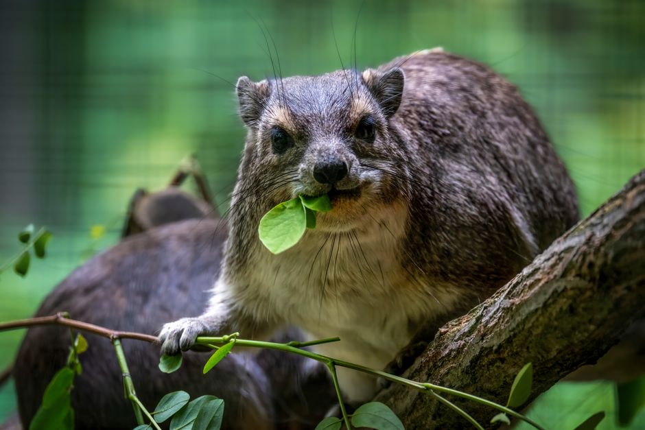 Why Humans Are the Only Animals With Chins: Evolution — Quick Facts trivia by TrivBits